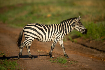 Plains zebra walks across track in savannah