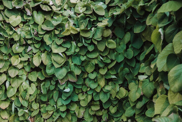 green leaves background