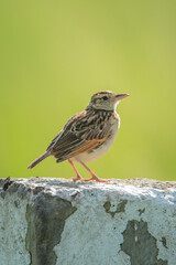 Rufous-naped lark perching on white marker post