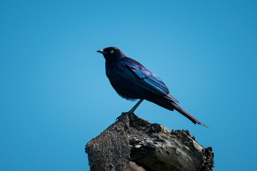 Ruppell long-tailed starling perched on tree stump