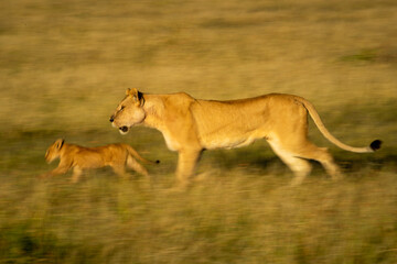 Obraz na płótnie Canvas Slow pan of lioness and cub crossing savannah