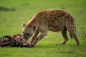 Obraz premium Spotted hyena chews carcase on short grass