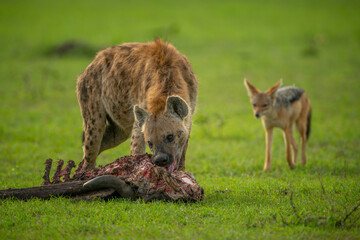 Une hyène tachetée ronge une carcasse alors que le chacal regarde