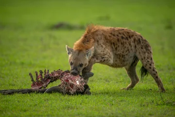 Tuinposter Spotted hyena gnawing carcase in short grass © Nick Dale