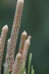 plant, nature, green, flower, field, spring, summer, meadow, pine, purple, macro, flora, beautiful, wheat, garden, wild, natural, herb, stem, leaf, tree, closeup, pinus, pinus mugo, female pine , 