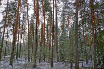 Winter pine forest and clean air. Walk outdoors.