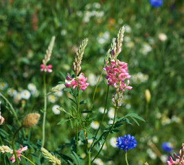 flowering plant Sainfoin in the meadow on a spring day