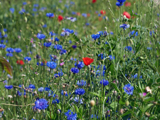 field with blue cornflowers and red blooming poppies and green leaves