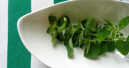 Świeże oregano w białym naczyniu. 