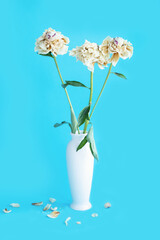 white vase with a dried bouquet of white peonies isolated on a blue background (vertical size)