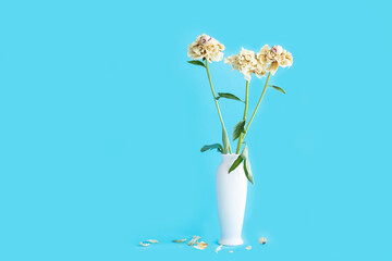 white dried peonies in a white vase isolated on a turquoise background