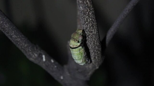 Caterpillar transforming into a pupa timelapse
