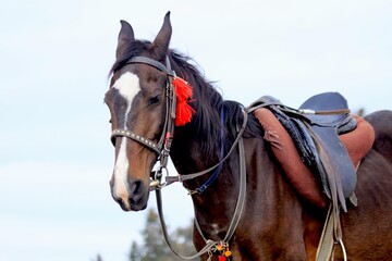 Wild Horse 