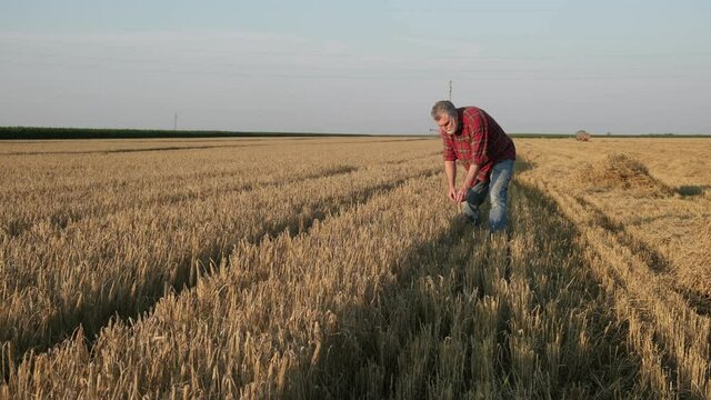 Farmer or agronomist inspecting quality of wheat plants in field in summer ready for harvest