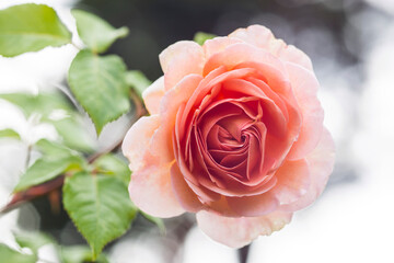 An open bud of a delicate pink rose in a summer garden
