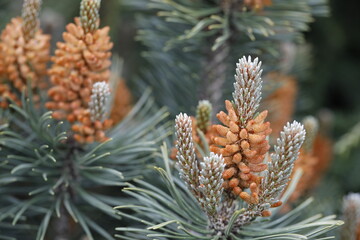 Male orange cones of mountain pine close-up.
