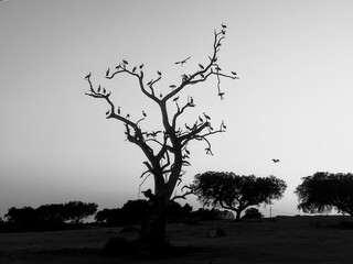 tree birds