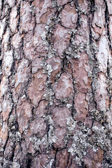 Rough pine wood bark