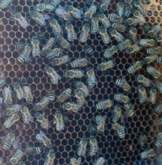 Bienen beim Wabenbau