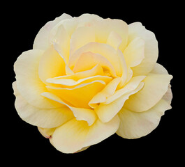 Summer flowering yellow floribunda rose, named variety Golden Wedding.  Isolated on black.