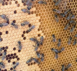 Bienen auf Honigwabe