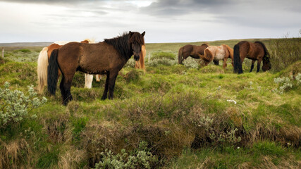 Fototapeta premium A group of wild horses in Iceland