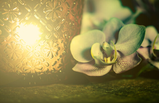 Orchidee  Dekoration mit Licht Lichtschein dunkel dark and moody