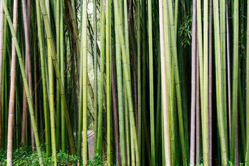 Background of a bamboo forest
