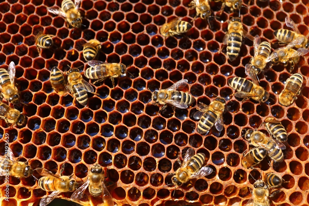 Poster bees in the hive in the apiary and honeycomb close-up