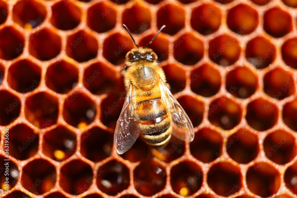 Poster bee in the hive in the apiary and honeycomb close-up
