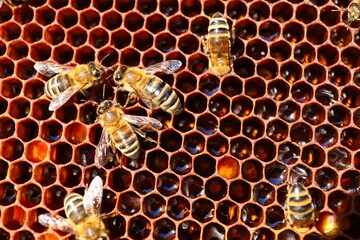 Bees in the hive in the apiary and honeycomb close-up
