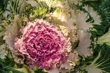 Fragment of decorative colourful cabbage in the garden illuminated by the sun.
