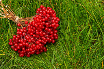 A bunch of twigs of red berries of viburnum lies on the green grass