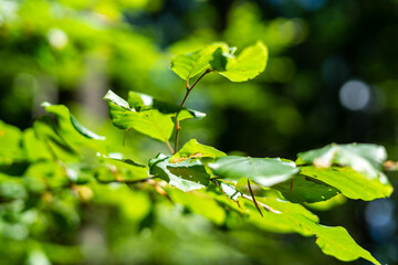 Grüne Blätter auf einem Zweig im Wald. Nahaufnahme, Sonnenlicht, Natur, Sommer.