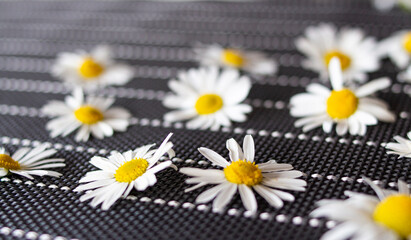 Obraz premium many white daisies on a black background with white stripes top view. laid out randomly