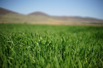 A close-up of green, young wheat (oat, rye, etc) plants. In the background, you could see an agricultural field and some hills.