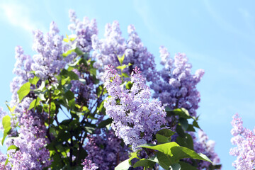 Closeup view of beautiful blooming lilac shrub outdoors