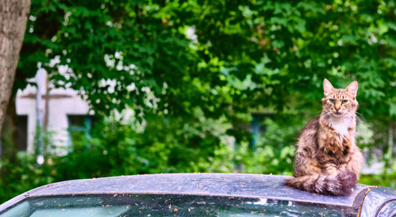 Tabby cat sitting proudly on car roof in summer. Pet lifestyle, outdoor scene © LemPro Filming Life