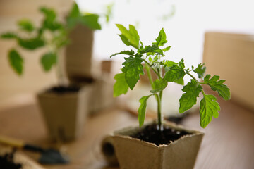 Green tomato seedling in peat pot on table, closeup