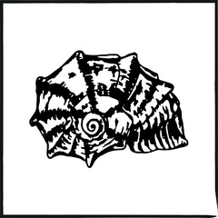 Rapana shell in black vector. Isolated on a white background. Beautiful and large seashell rapana. Hand-drawn illustration of a sea shell icon. Suitable for print, website, blog,books and icon.