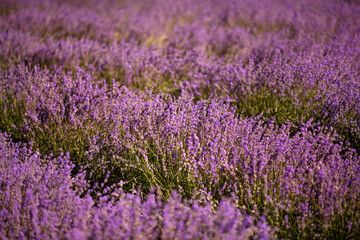 Fototapeta na wymiar Lavender field in summer. Flowers in lavender fields in Provence mountains. Rows of lavender in evening light