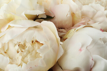 Closeup view of beautiful white peony flowers