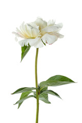 Naklejka na ściany i meble Beautiful fragrant peony flower isolated on white
