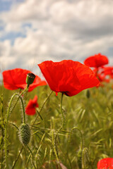 Obraz premium Beautiful red poppy flowers growing in field, closeup