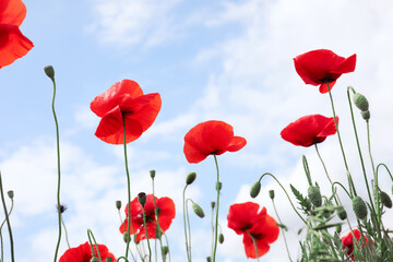 Beautiful red poppy flowers against blue sky with clouds, closeup