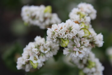 white buckwheat flowers