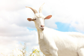 Beautiful white goat against cloudy sky. Animal husbandry