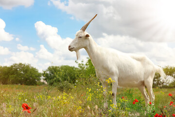 Fototapeta premium Beautiful white goat in field. Animal husbandry