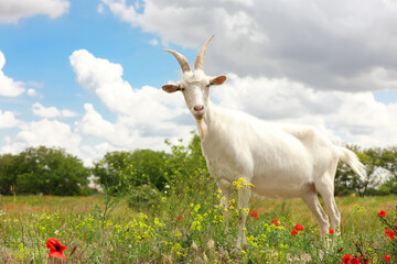 Beautiful white goat in field. Animal husbandry © New Africa