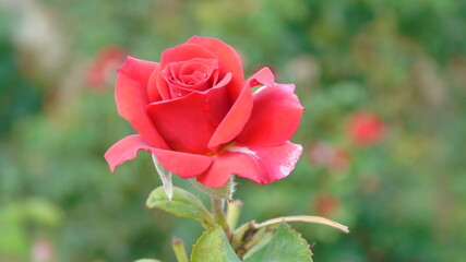 red rose on green background